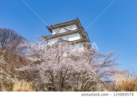 Akashi Castle, Akashi City, Hyogo Prefecture, where the cherry blossoms are in full bloom 124869578