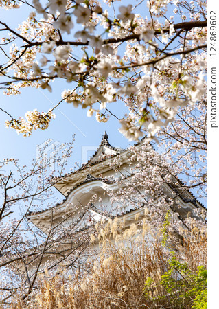 櫻花盛開的兵庫縣明石市明石城 124869602