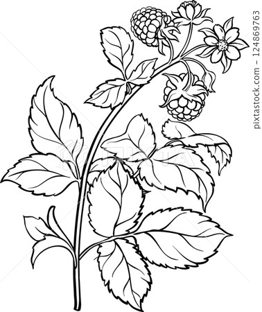 Boysenberry Branch with Flowers and Berries Outline Illustration 124869763
