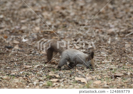 埃佐里斯（Ezoris）尋找食物 124869779