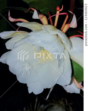 曇花 曇花 124869923