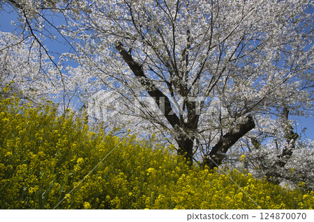 Cherry blossoms and rape blossoms in full bloom at Jogaya Tsutsumi (cherry blossom bank), Kitamoto City, Saitama Prefecture 124870070