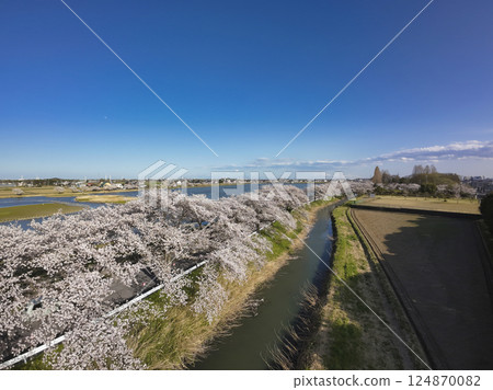 Cherry blossoms in full bloom along Isanuma Lake, Kawagoe City, Saitama Prefecture (aerial photography by drone) Cherry blossoms in full bloom along Isanuma Lake, Kawagoe City, Saitama Prefecture (aerial photography by drone) 124870082