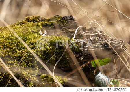 A mossy log positioned beautifully in a sunlit forest setting, creating a serene atmosphere 124870251