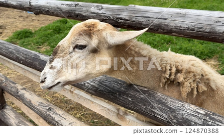 A sheep on a farm stands behind a wooden fence and takes food from his hands. 124870388