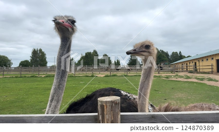 African ostrich head close up on ostrich farm. funny ostrich. ostrich portrait 124870389