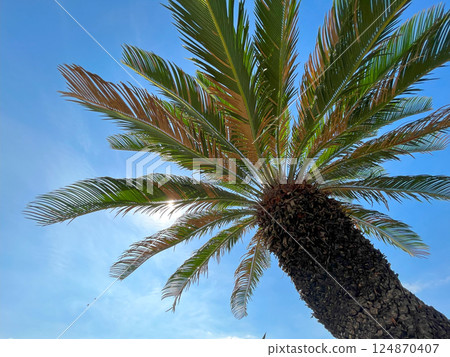 Palm tree Palm tree 124870407