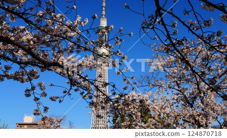 Cherry blossoms in full bloom with the Skytree in the background 124870718