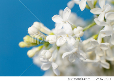 white lilac flower branch on a blue background with copy space for your text white lilac flower branch on a blue background with copy space for your text 124870825
