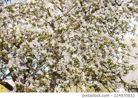 apple branch of a flowering tree. tree in bloom background 124870832