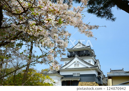 Okazaki Castle surrounded by cherry blossoms 124870942