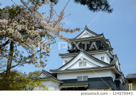 Okazaki Castle surrounded by cherry blossoms 124870943