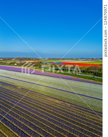 Aerial view of vibrant tulip fields in full bloom, displaying colorful rows of flowers in a rural landscape, with nearby roads, farms, and a distant town under a clear blue sky. Aerial view of vibrant tulip fields in full bloom, displaying colorful rows of flowers in a rural landscape, with nearby roads, farms, and a distant town under a clear blue sky. 124870971