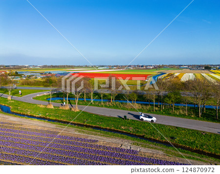 A top-down aerial view of a colorful flower field with neatly arranged rows, a curved rural road, a canal, and a highway with moving cars casting long morning shadows. Peaceful spring scene. A top-down aerial view of a colorful flower field with neatly arranged rows, a curved rural road, a canal, and a highway with moving cars casting long morning shadows. Peaceful spring scene. 124870972