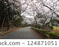 [Cherry blossoms in full bloom at Katsuragi Mountain Park / Katsuragi City, Nara Prefecture] 124871051