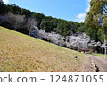 [Cherry blossoms in full bloom at Katsuragi Mountain Park / Katsuragi City, Nara Prefecture] 124871055