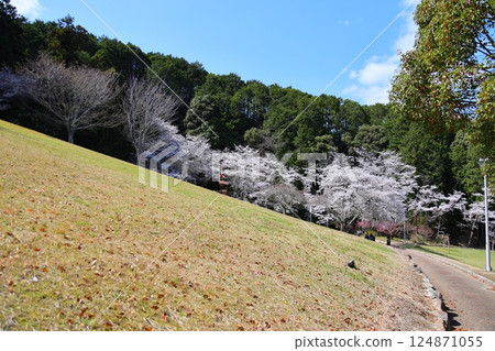 [Cherry blossoms in full bloom at Katsuragi Mountain Park / Katsuragi City, Nara Prefecture] 124871055