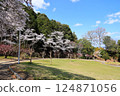 [Cherry blossoms in full bloom at Katsuragi Mountain Park / Katsuragi City, Nara Prefecture] 124871056