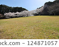 [Cherry blossoms in full bloom at Katsuragi Mountain Park / Katsuragi City, Nara Prefecture] 124871057