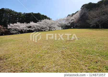 [Cherry blossoms in full bloom at Katsuragi Mountain Park / Katsuragi City, Nara Prefecture] 124871057