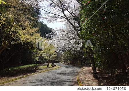 [葛城山公園的櫻花盛開/奈良縣葛城市] 124871058