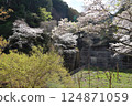 [Cherry blossoms in full bloom at Katsuragi Mountain Park / Katsuragi City, Nara Prefecture] 124871059