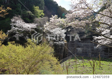 [葛城山公園的櫻花盛開/奈良縣葛城市] 124871059