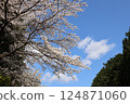 [Cherry blossoms in full bloom at Katsuragi Mountain Park / Katsuragi City, Nara Prefecture] 124871060