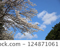 [Cherry blossoms in full bloom at Katsuragi Mountain Park / Katsuragi City, Nara Prefecture] 124871061