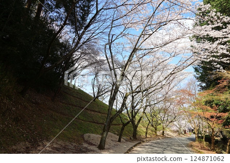[Cherry blossoms in full bloom at Katsuragi Mountain Park / Katsuragi City, Nara Prefecture] 124871062