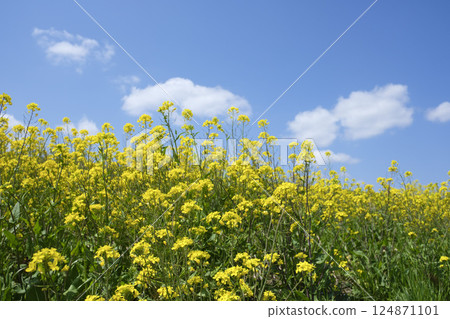 Soft spring sunlight and rape blossoms 124871101