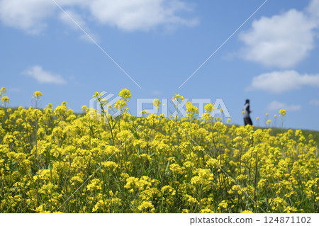 Soft spring sunlight and rape blossoms 124871102