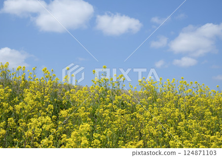 Soft spring sunlight and rape blossoms Soft spring sunlight and rape blossoms 124871103