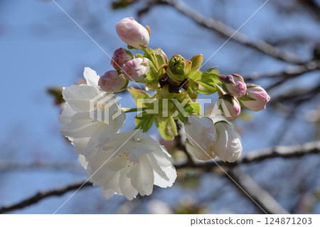 Sakura (white stranger) 124871203