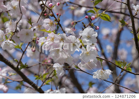 櫻花(Arcorade) 櫻花(Arcorade) 124871206
