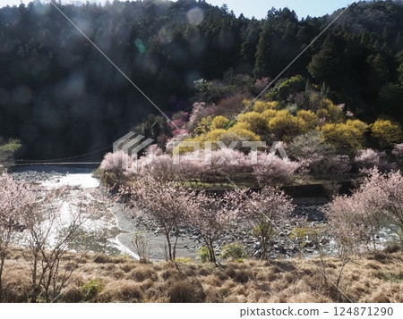 櫻花、桃子和木瓜山 01 124871290