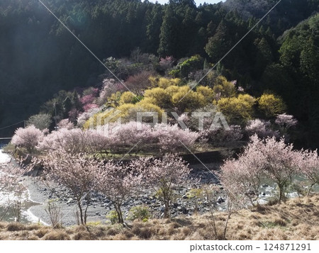 櫻花、桃子和木瓜山 02 124871291