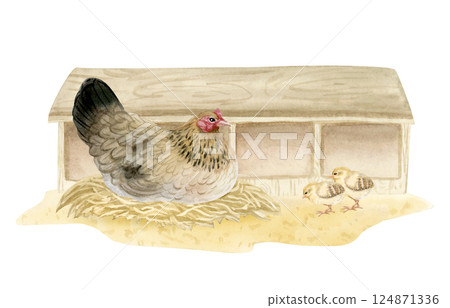 Brown black chicken hen hatching eggs in nesting boxes watercolor illustration isolated on white. Poultry yard sitting bird with baby chicks on sand ground for farm designs. Realistic fowl clip art 124871336