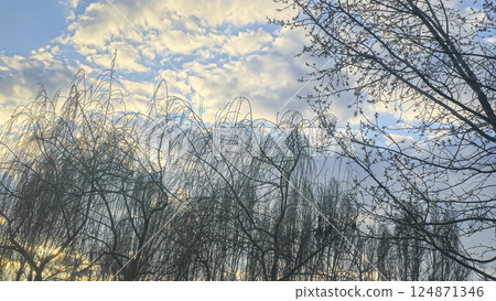 Blue sky with clouds, winter weather. Clouds on the background of trees. Blue sky with clouds, winter weather. Clouds on the background of trees. 124871346