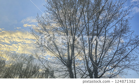 Blue sky with clouds, winter weather. Clouds on the background of trees. 124871382