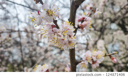 Flowers and buds on tree branches. Spring blossoming of apricots and cherries. 124871406