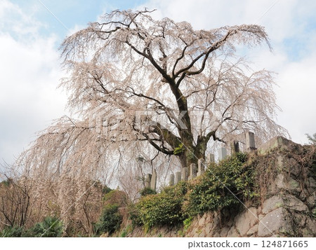 Yamanashi Prefecture, Harama's Itozakura cherry blossoms, March Yamanashi Prefecture, Harama's Itozakura cherry blossoms, March 124871665
