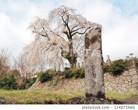 Yamanashi Prefecture, Harama's Itozakura cherry blossoms, March 124871666