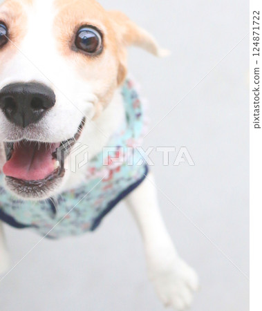 比格犬驚訝的表情 124871722