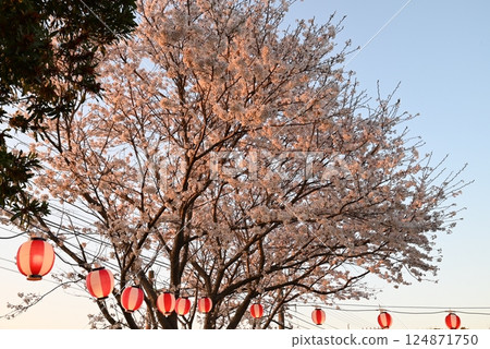 Cherry Blossom Festival: Cherry blossoms and lanterns Cherry Blossom Festival: Cherry blossoms and lanterns 124871750