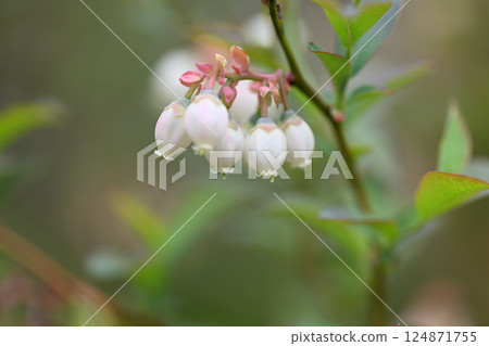 Blueberry flowers Blueberry flowers 124871755