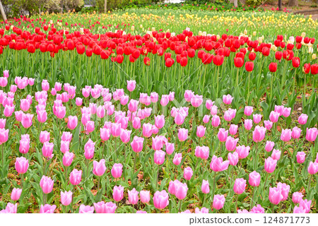 Tulips in spring flowerbed 124871773