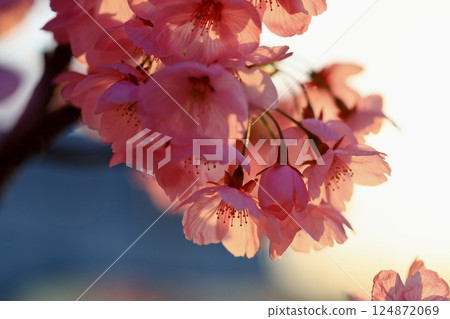 Cherry blossoms illuminated by the sunset Cherry blossoms illuminated by the sunset 124872069