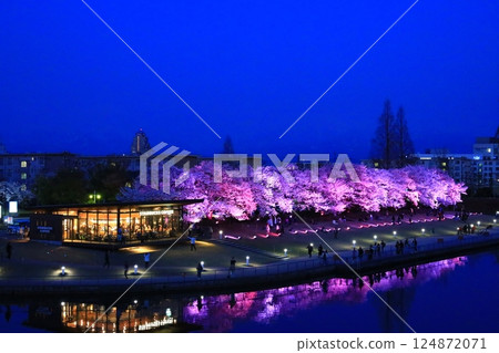 夜晚的櫻花被燈光照亮 124872071