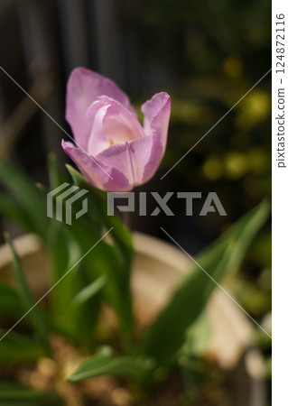 Light pink tulip 124872116
